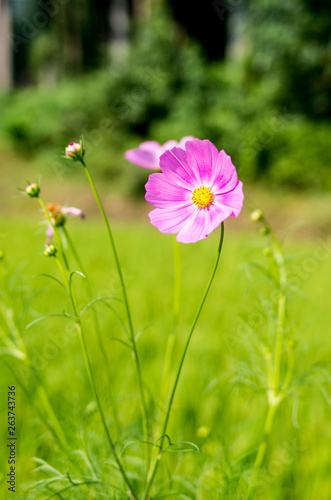 Pink and yellow daisy