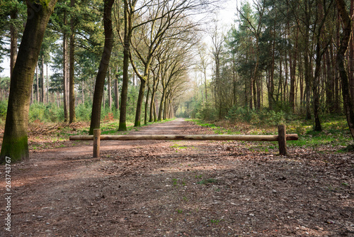 hiking path with trees,  reserve De Malpie in Valkenswaard, The Netherlands 2 photo