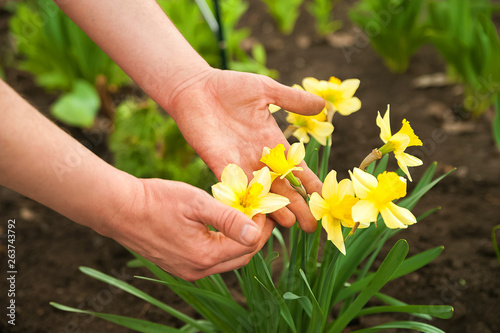 Male hands plant spring flowers. Hands and daffodils close up and copy space