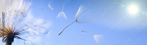 flying dandelion seeds on a blue background