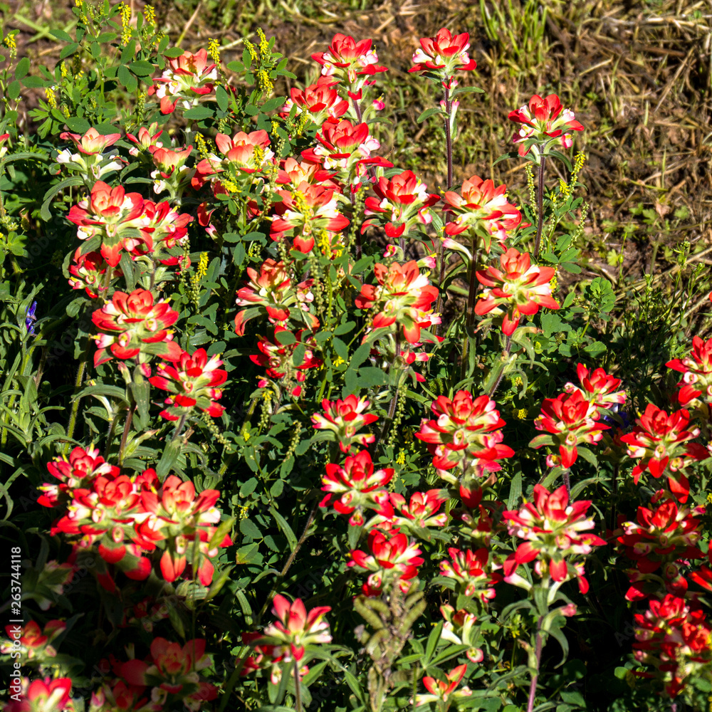 Indian Paintbrush wildflowers along a road in the Texas hill Country