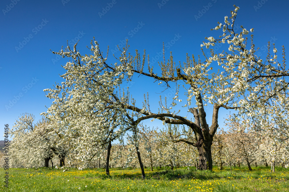 Cherry tree blossom near Ockstadt Cherry tree blossom near Ockstadt