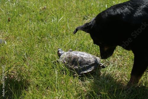 pies i żółw 