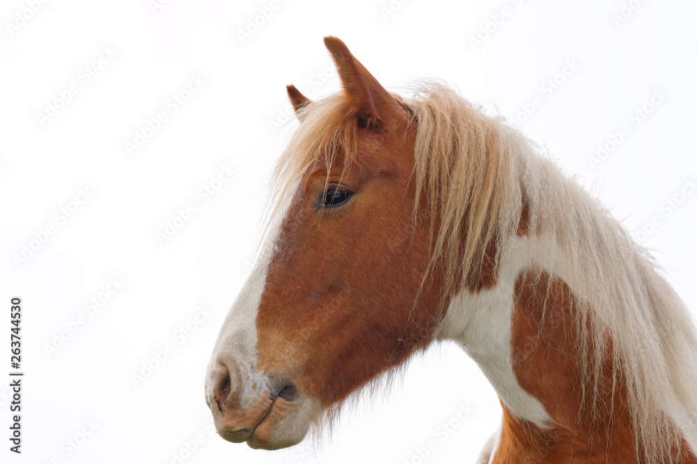 Close up of a horse's head in the pasture. Close up of a horse's head in the pasture.