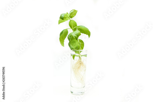 Wallpaper Mural The fresh green sprouted basil with roots isolated on white background. The plants are in the glasses with water. Torontodigital.ca