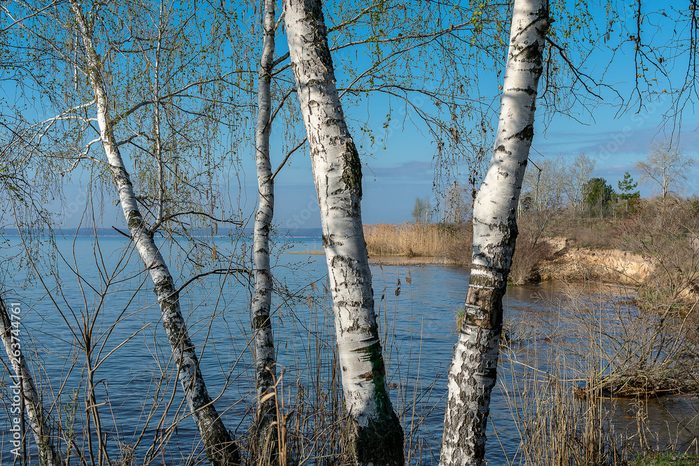  White birches in the early spring morning against the blue sky and the wide river