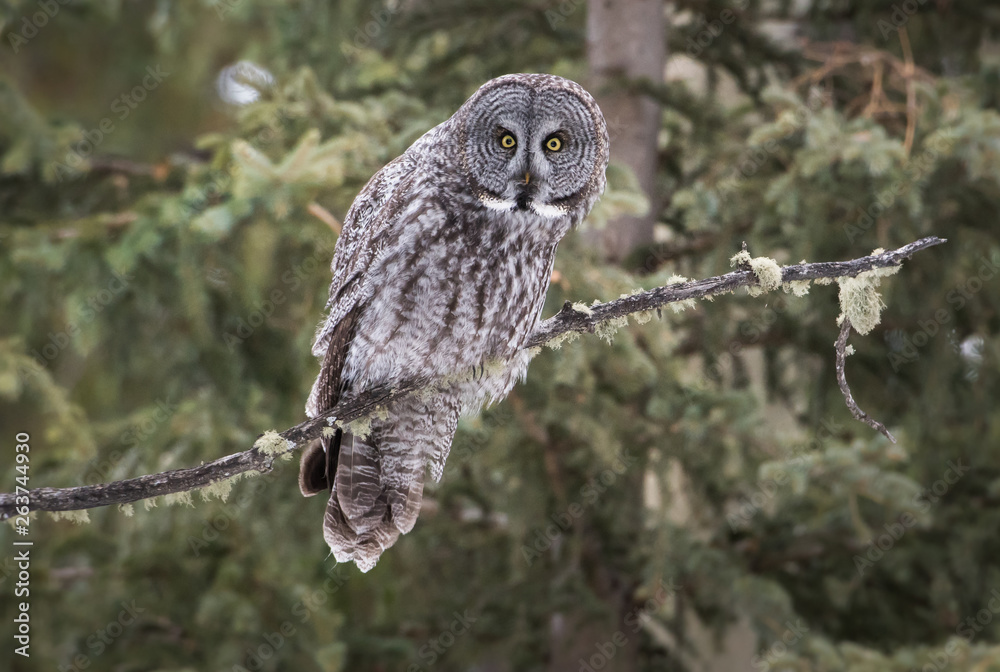 Fototapeta premium Great grey owl 