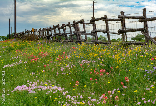 Wildflowers along fence line along Texas road © Brian