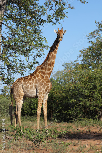 Giraffe   Giraffe   Giraffa Camelopardalis