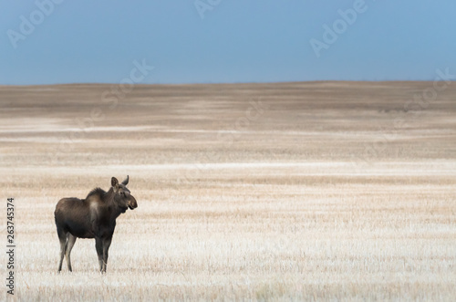 Moose in the prairies