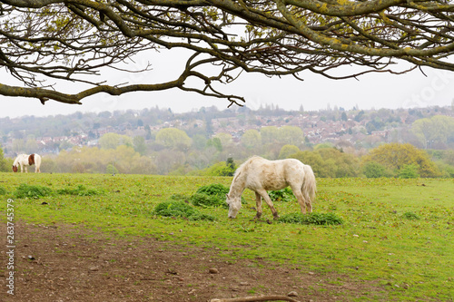 Horse in the pasture. photo