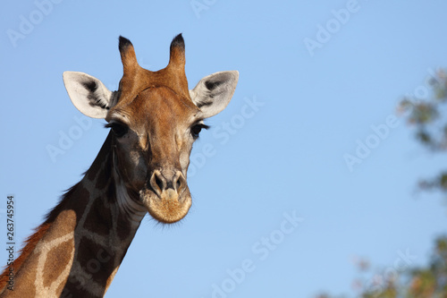 Canvas Print Giraffe / Giraffe / Giraffa Camelopardalis