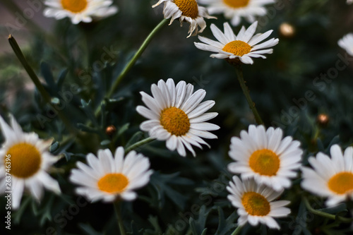 White and yellow flowers