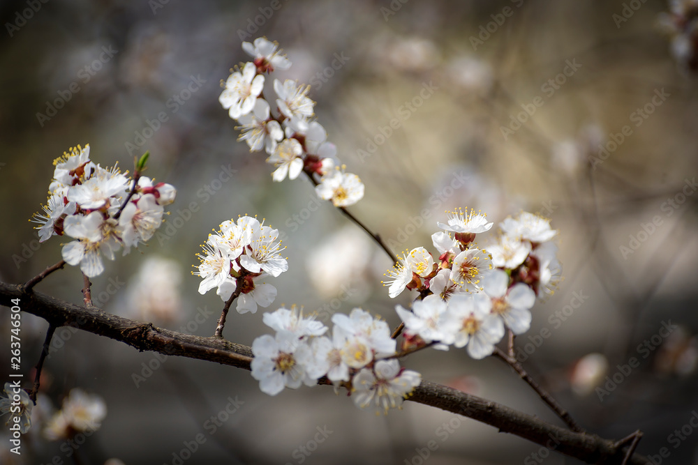 white apple blossoms against a blue sky on a sunny day in spring. shallow depth of field. white apple blossoms against a blue sky on a sunny day in spring. shallow depth of field.