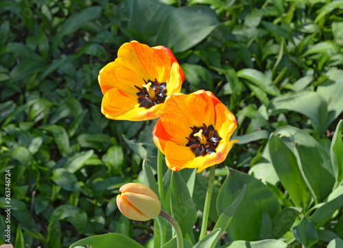 Fototapeta Naklejka Na Ścianę i Meble -  Beautiful day in a garden. Tulips macro in the spring, in France.