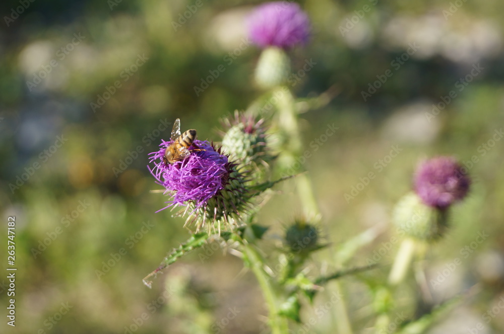 Abeja trabajando 2 Abeja trabajando 2