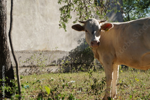 Vaca Teranense
