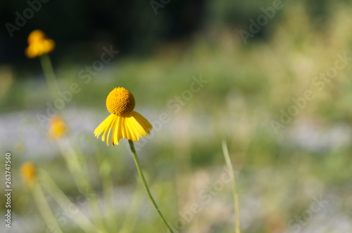 Flor Amarilla