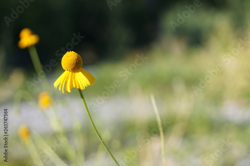 Flor Amarilla