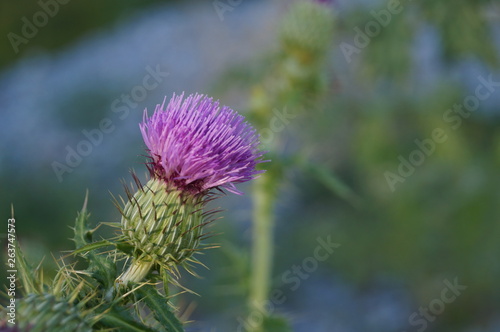 Flor Silvestre