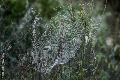 Spinnennetz mit Tau