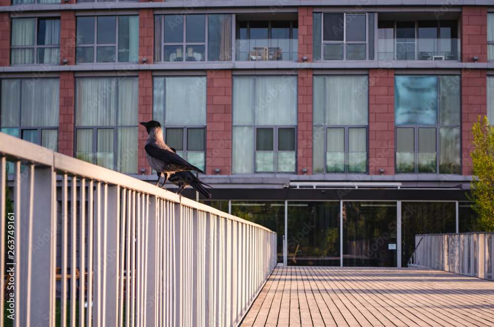 Fototapeta premium Crows on a railing