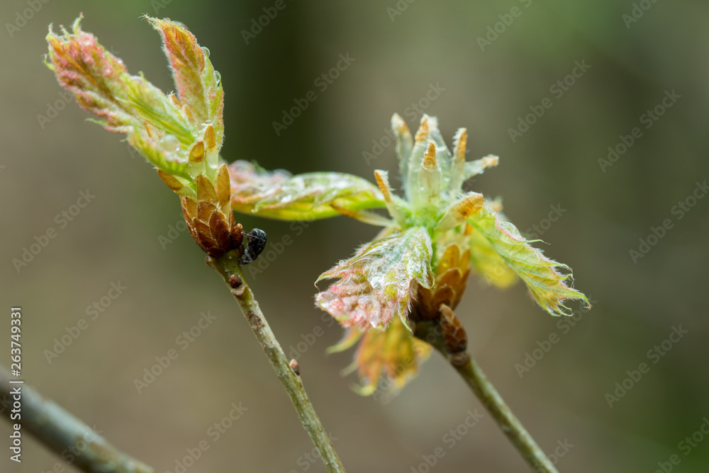 fresh oak leaves and buds on twig macro fresh oak leaves and buds on twig macro