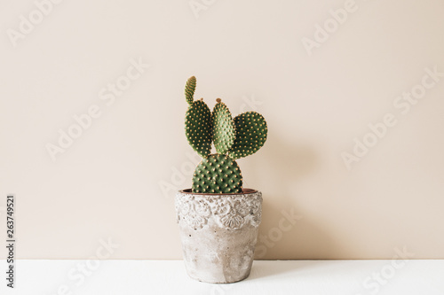 Closeup of cactus in flowerpot on beige background. Minimal neutral interior design floral composition.