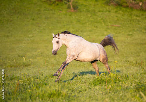 Arabian horse © Nadezhda