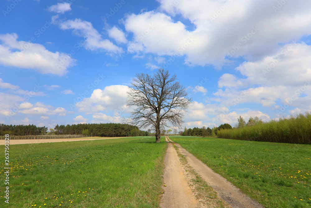 rural road in the field, spring Poland