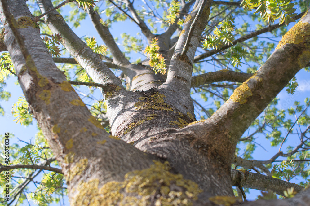 below a tree trunk above with branches below a tree trunk above with branches