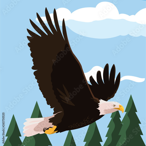 beautiful bald eagle flying in the landscape photo