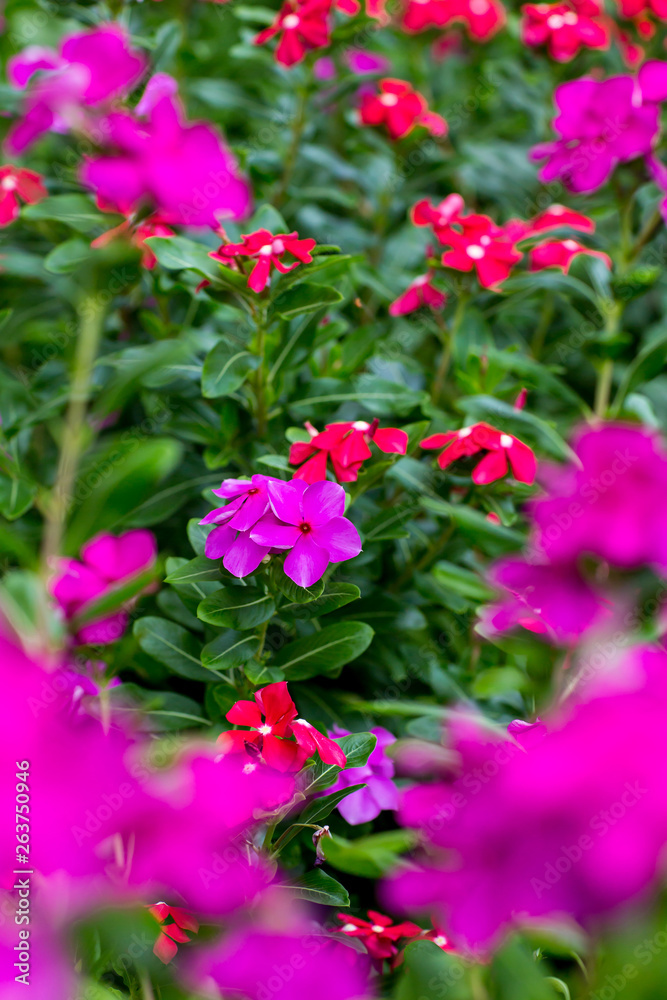 Pink catharanthus roseus bloom in the garden.  rose periwinkle, or rosy periwinkle, is a species of flowering plant. Madagascar periwinkle, Vinca flower in sunshine .