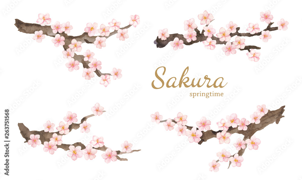 Vector watercolor element. Collection sakura or cherry flowers and branches.