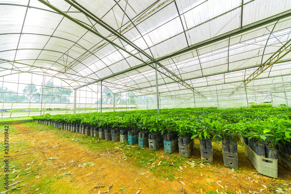 Rubber tree nursery greenhouses