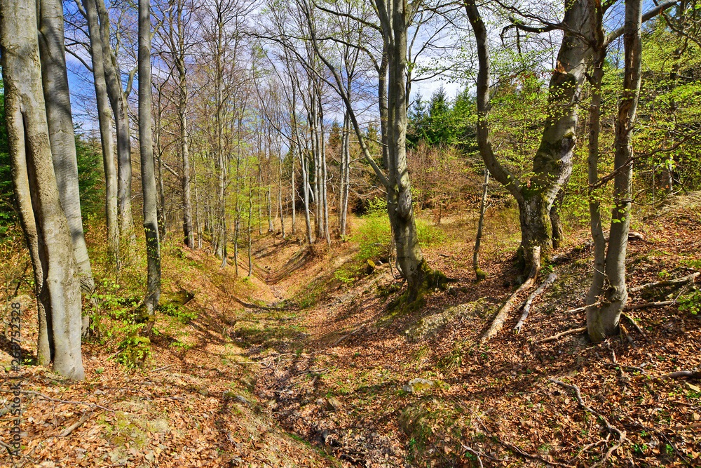 Fototapeta premium Spring forest day landscape. Beautiful beech forest.