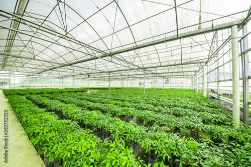 Rubber tree nursery greenhouses