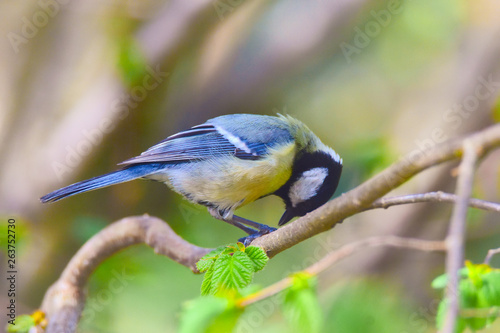 Blue tit eating nuts © Gerhard