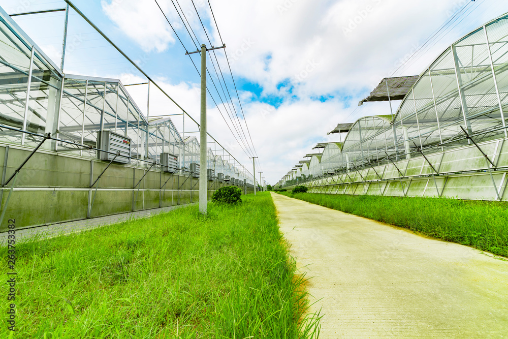 Greenhouse planting greenhouses and the blue sky white clouds on the road Greenhouse planting greenhouses and the blue sky white clouds on the road