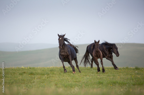 Horses in the mountains © Nadezhda