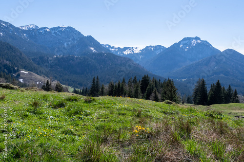 Berge hinter Almwiese und Blumen im Frühjahr mit blauem Himmel
