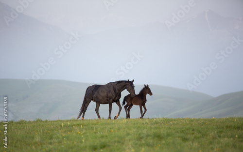 Horses in the mountains