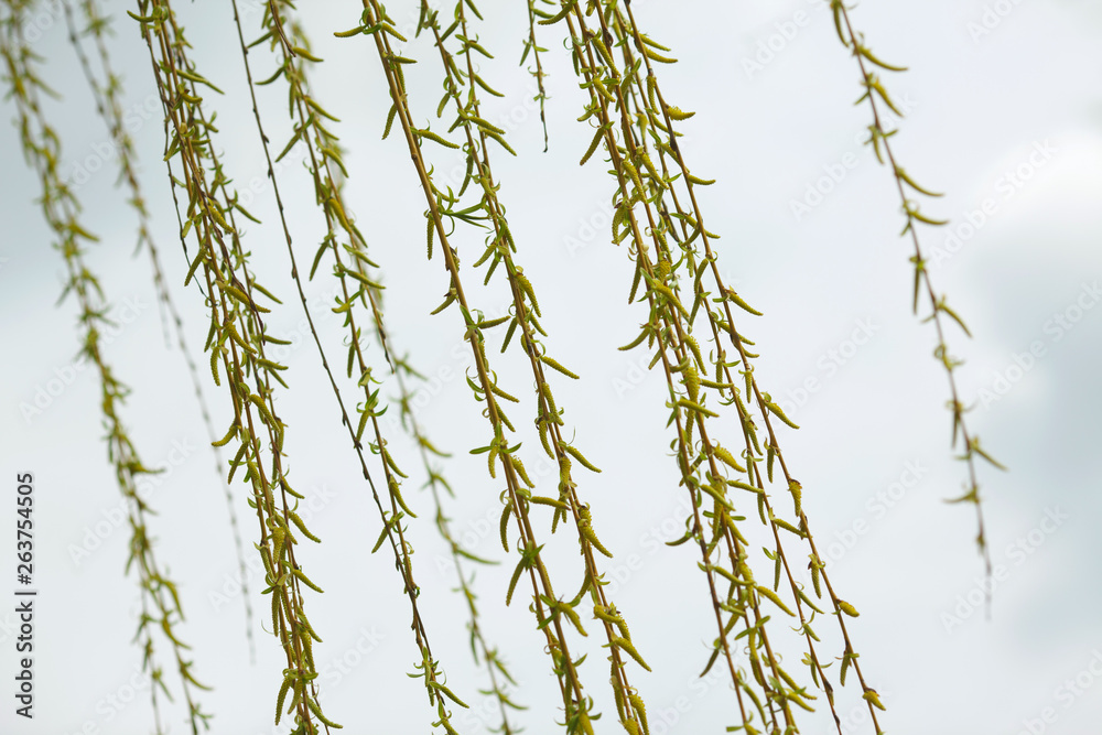 willow hanging branches willow hanging branches