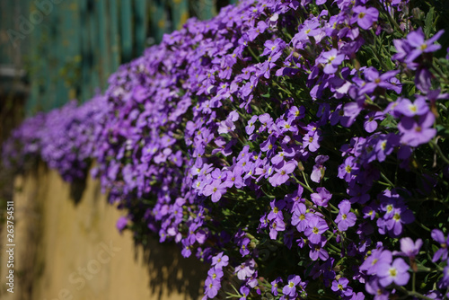 A sea of purple flowers