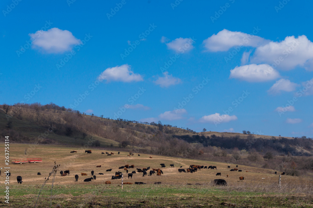 Cows on a Field in Summertime