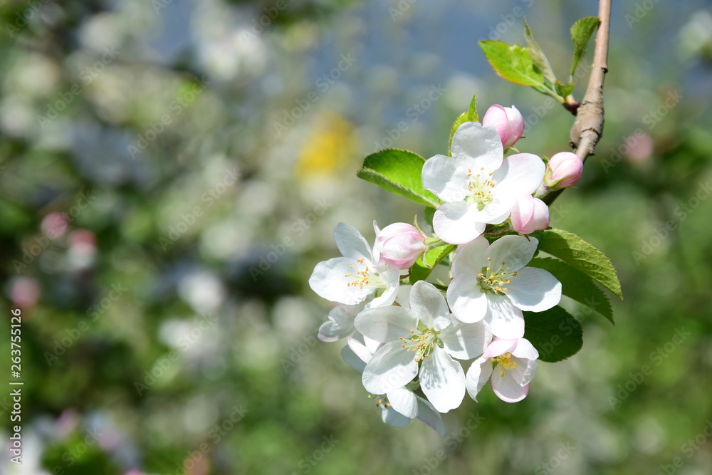 Apfelblüte in Südtirol