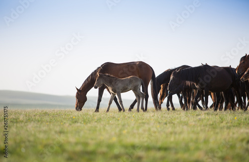 Horses in the mountains © Nadezhda