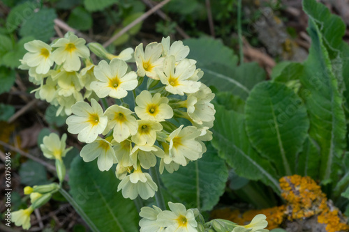 Bl  ten der Hohe Schl  sselblume im Fr  hling