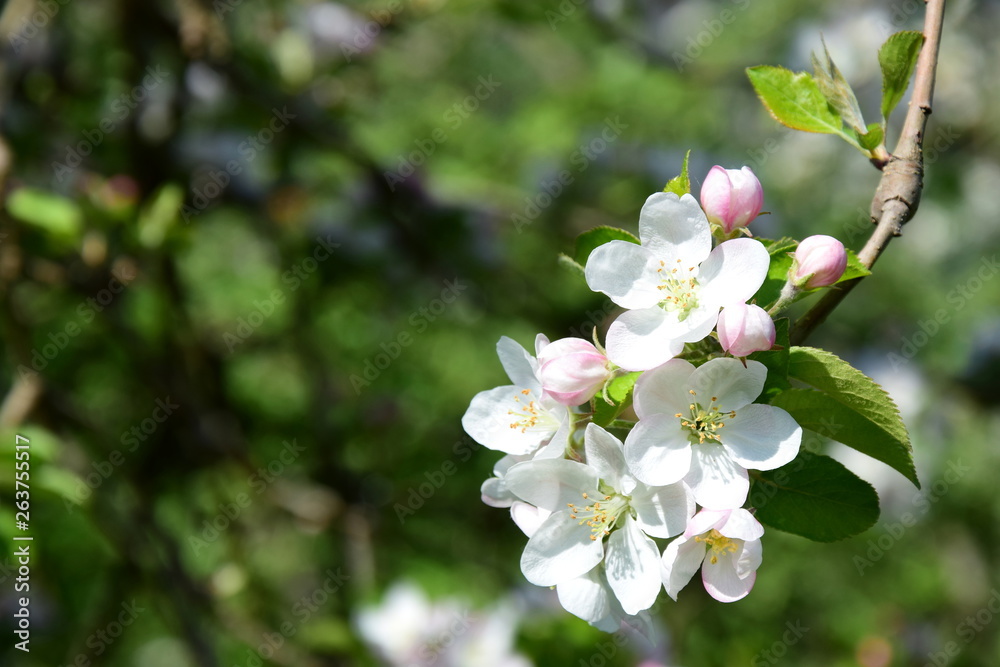 Obstbaum - Apfelbaum - Blüte