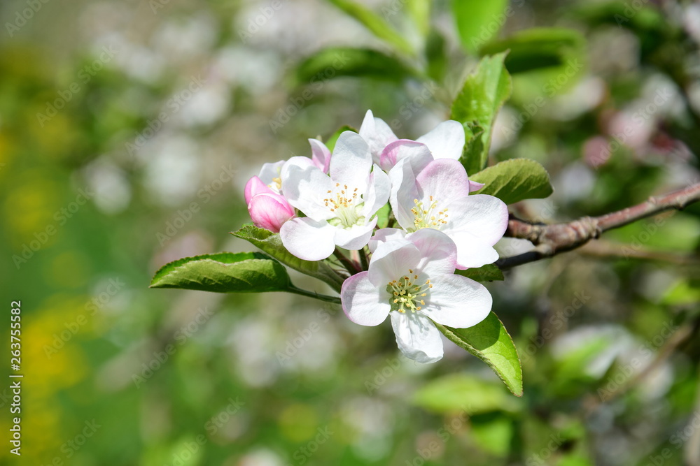Apfelblüten - Apfelbaumblüte - Blütezeit in Südtirol Apfelblüten - Apfelbaumblüte - Blütezeit in Südtirol